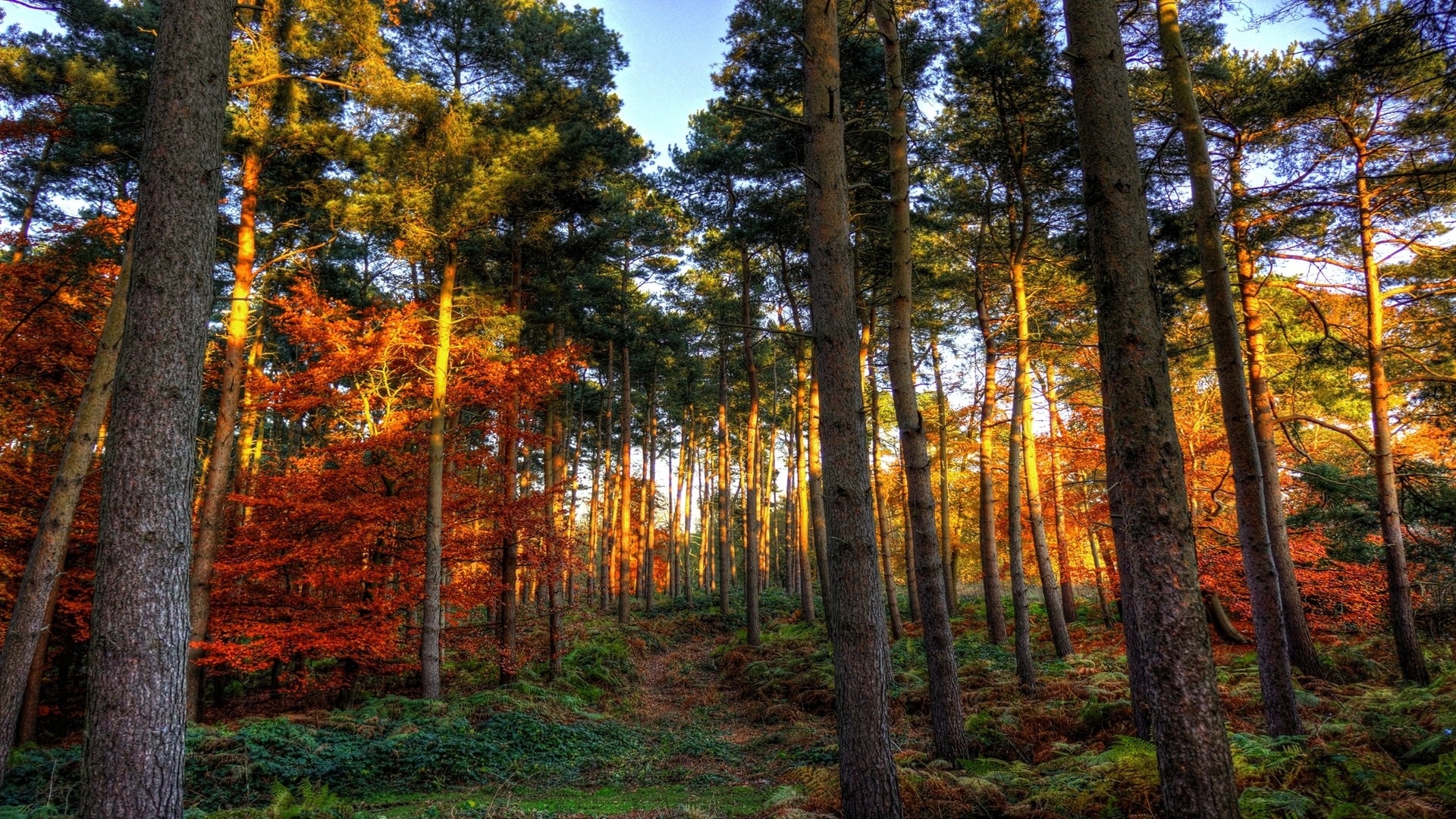 Осенний лес Сосновый Бор