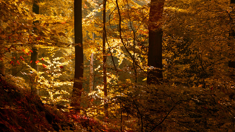 осень в лесу