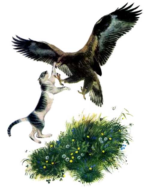 Орел и кошка