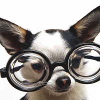 собака в очках